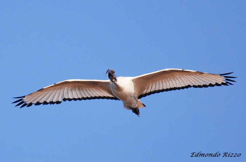 Ibis sacro a Bentivoglio